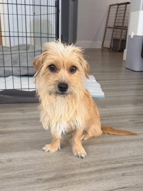 CLIO, a dog for adoption from Love All Animals