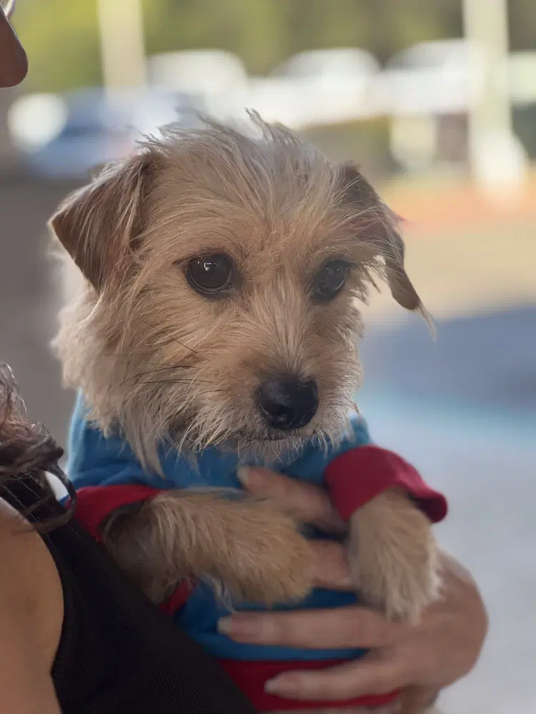 Clio - Terrier