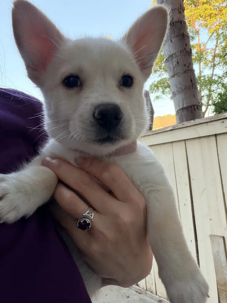 Mercedes - Corgi