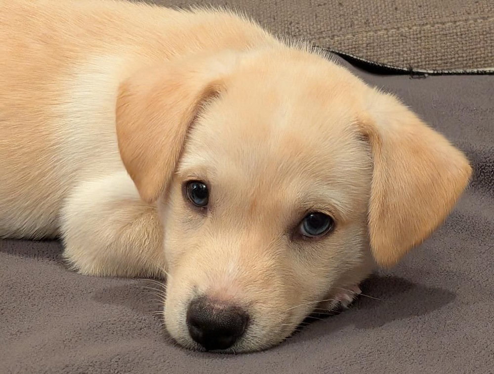 BENTLEY, photo 3