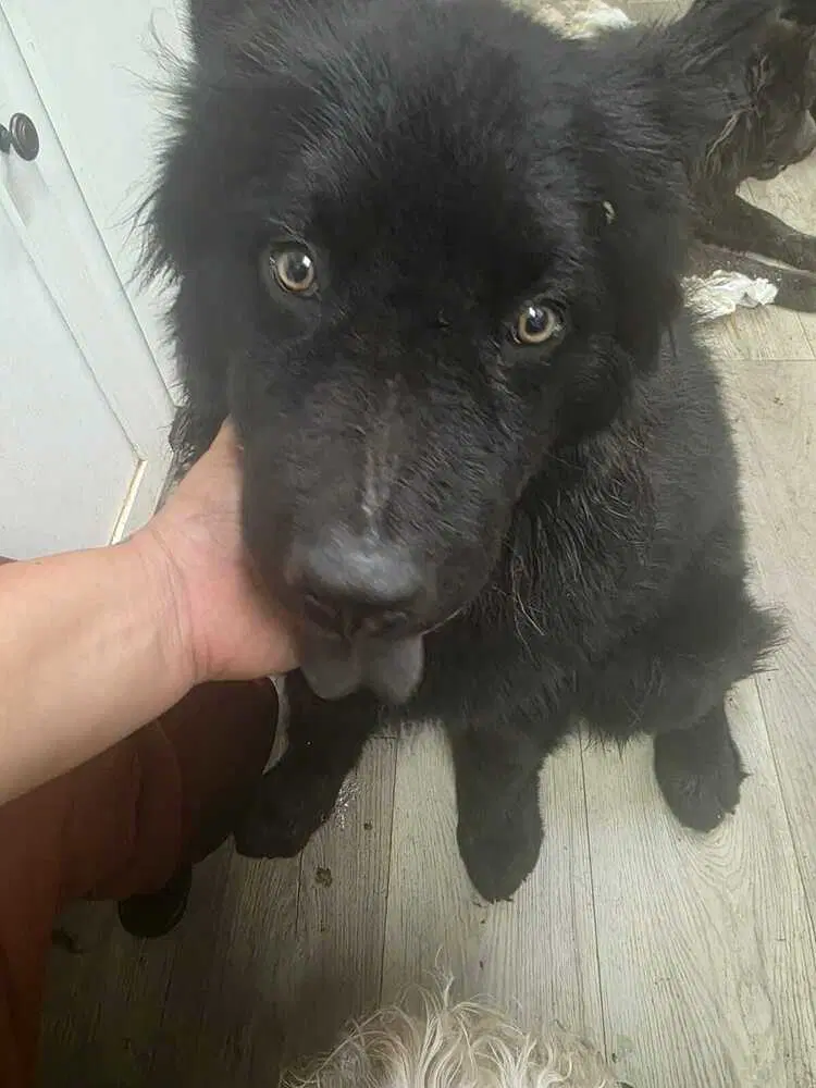 Bear image 1