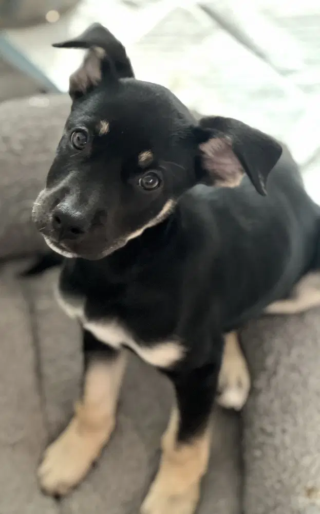 Cori - Shepherd