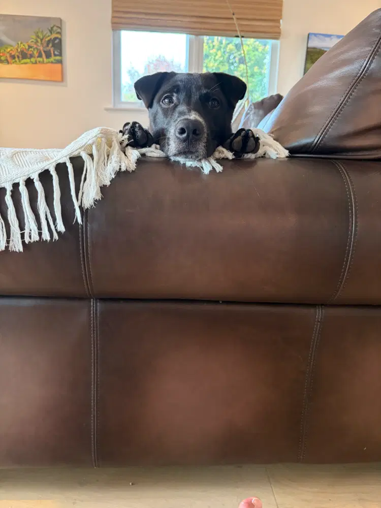 Bodie - Border Collie