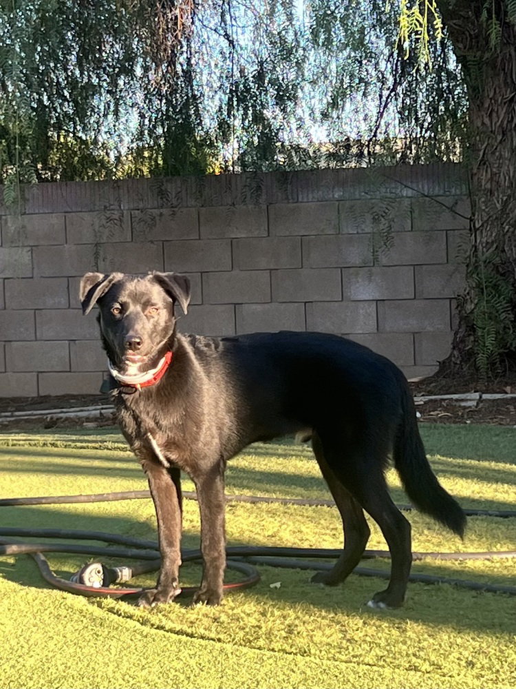 Jake, photo 2