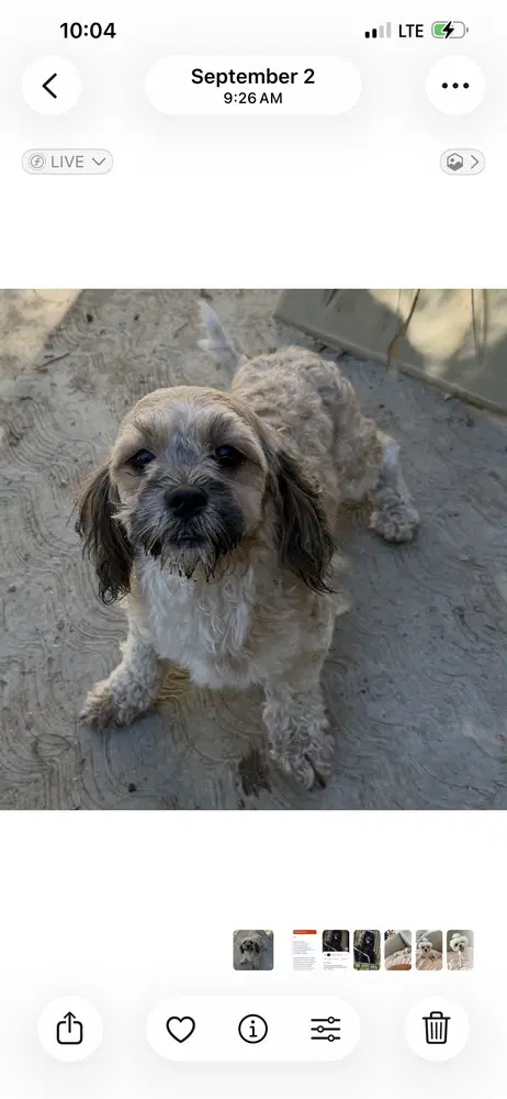 Chuy - Lhasa Apso