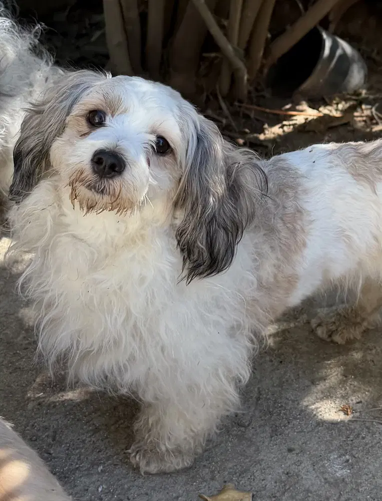 Princess - Lhasa Apso