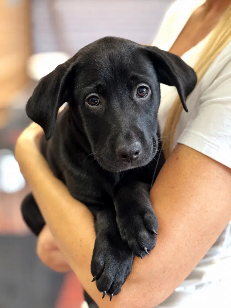 Mulan - Labrador Retriever