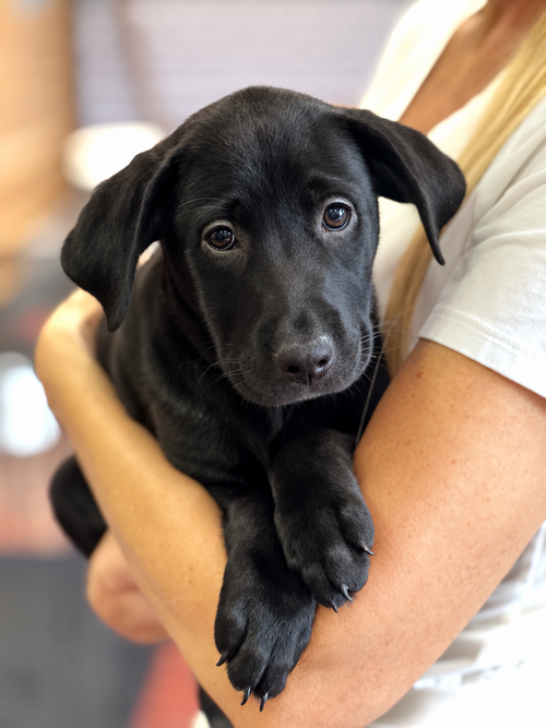 Mulan, Labrador Retriever / Terrier / Mixed