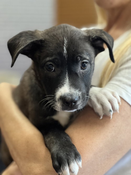 Prince Hans, Labrador Retriever / Terrier / Mixed