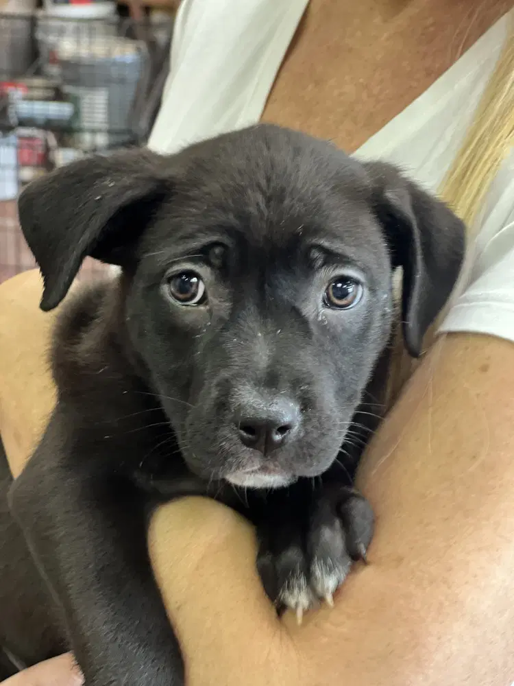 Ariel - Labrador Retriever