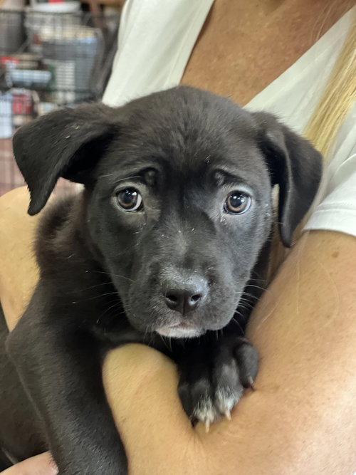 Ariel, Labrador Retriever / Terrier / Mixed