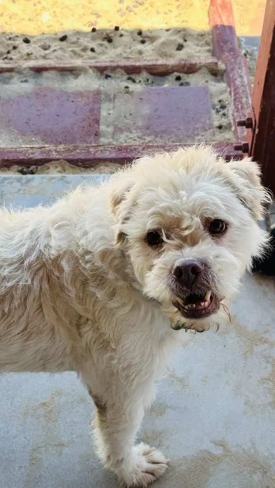 Sparky - Poodle (Miniature)