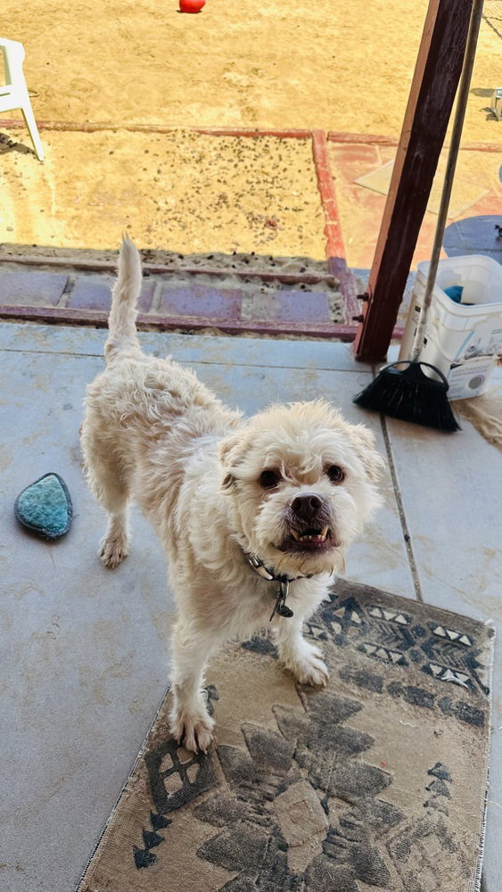 Sparky, photo 4