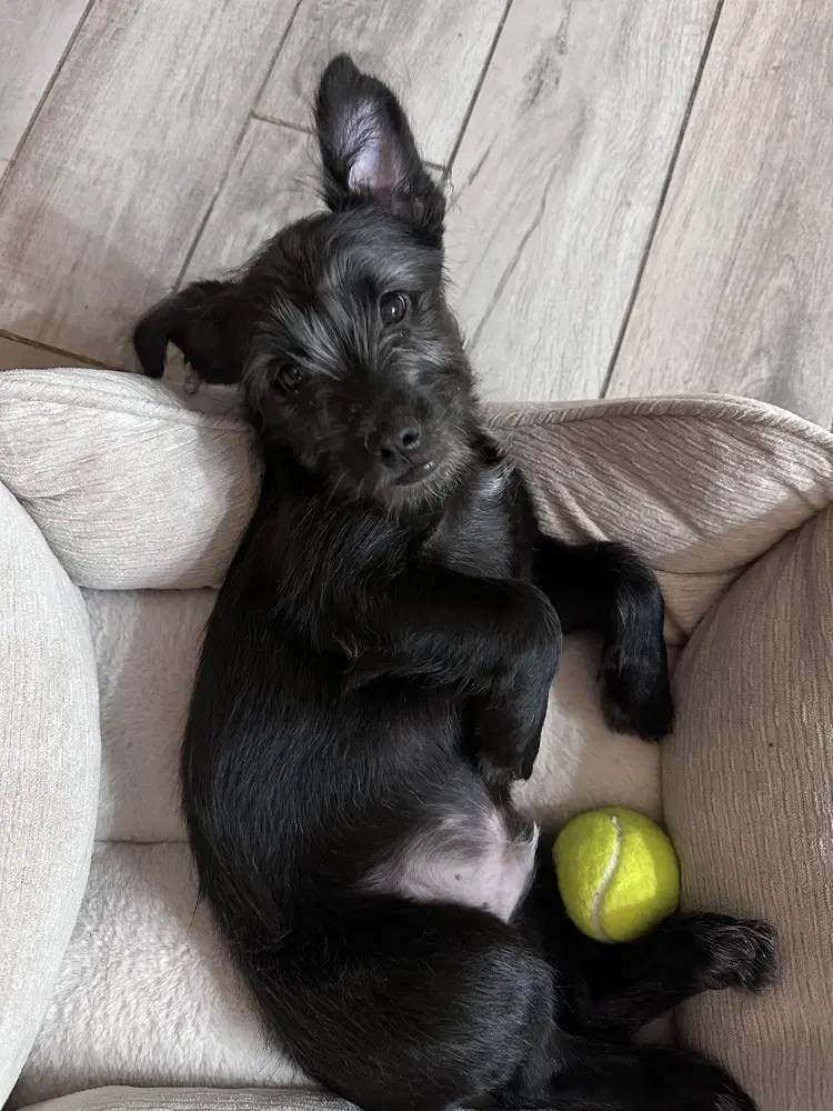 Jack - Terrier