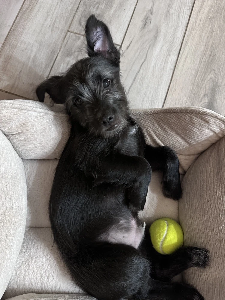 Jack