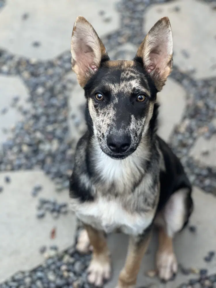 Cooper - Catahoula Leopard Dog