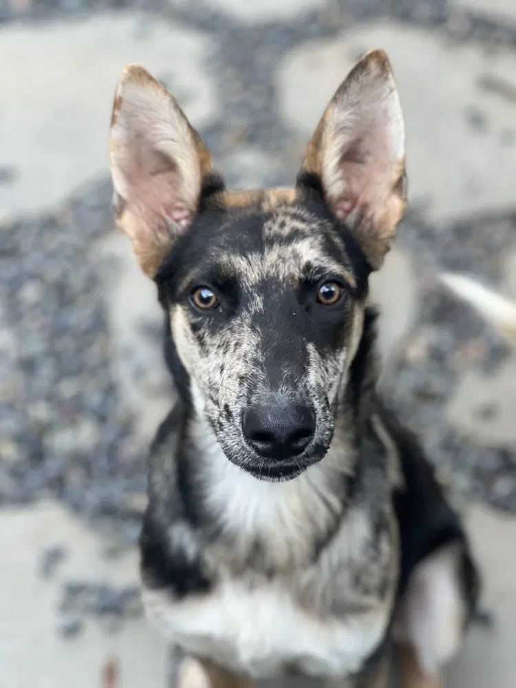 Cooper image 4
