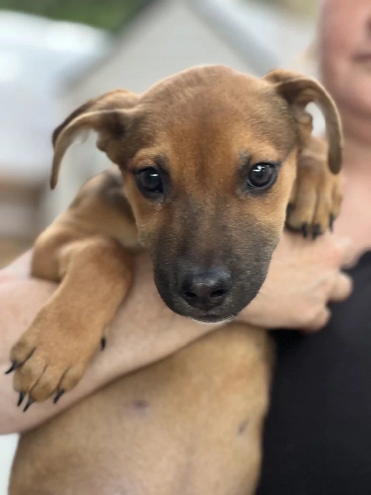 Duke