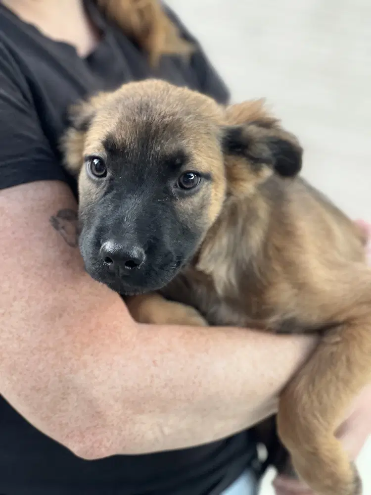 Stevie - Shepherd