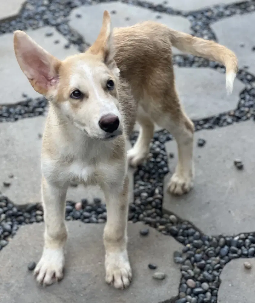 Cosmo - Husky