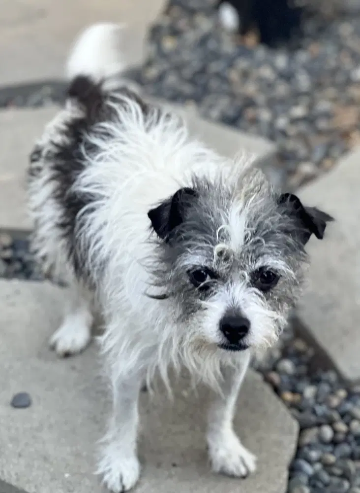 Dexter - Terrier