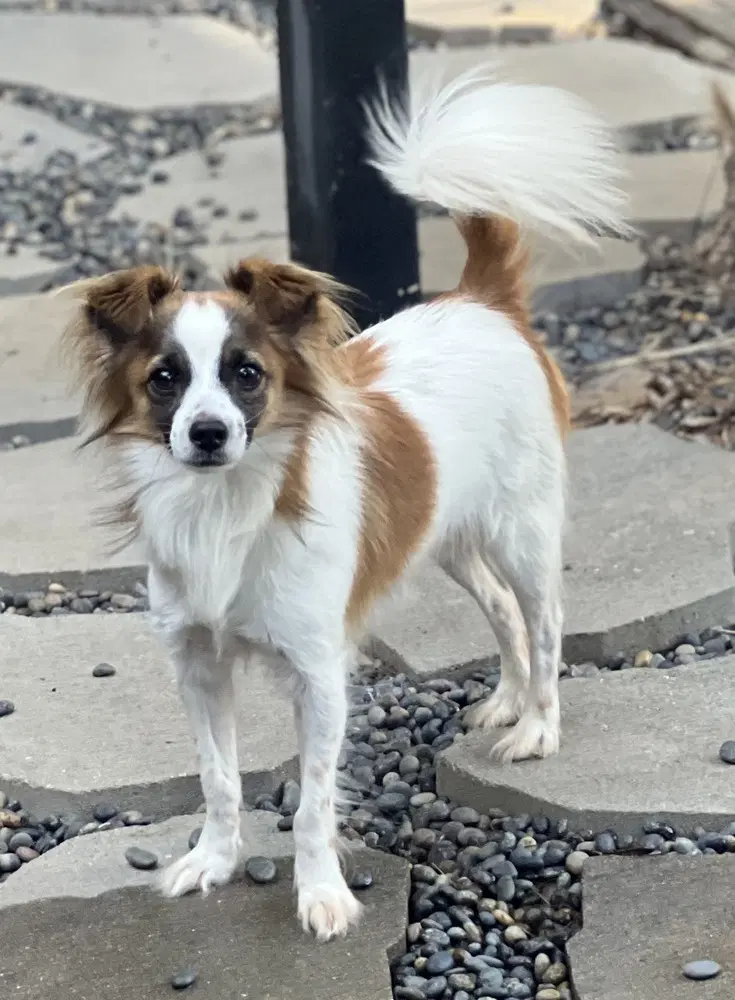 Rolfie - Collie