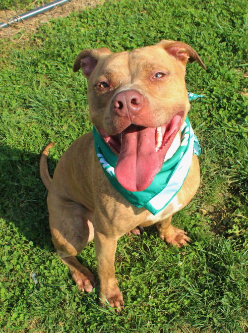 picture of the dog needing adoption