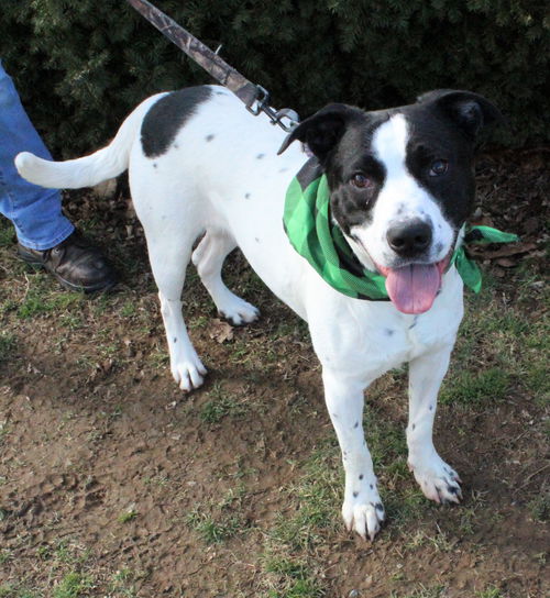 picture of the dog needing adoption