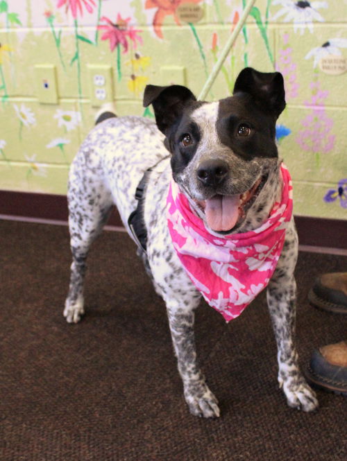 picture of the dog needing adoption