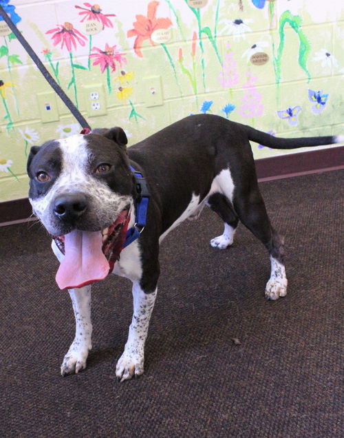 picture of the dog needing adoption