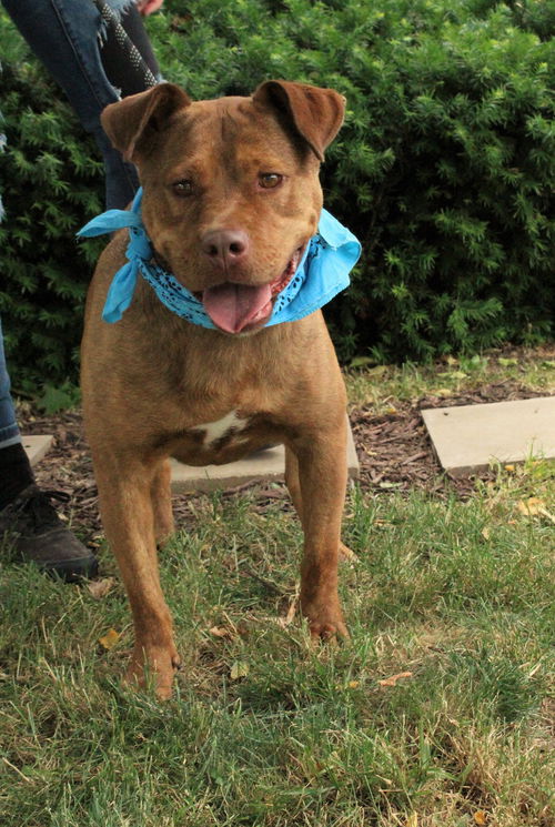 picture of the dog needing adoption