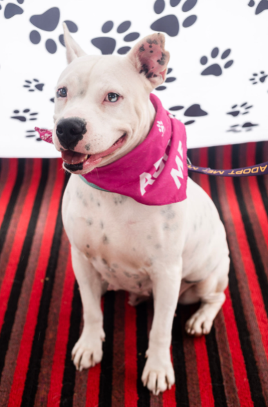 picture of the dog needing adoption