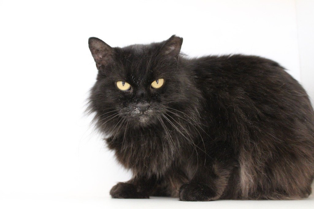 adoptable Cat in Chestertown, MD named Maleficent
