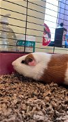 adoptable Guinea Pig in  named Abel