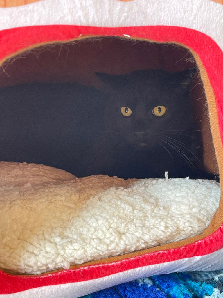 adoptable Cat in Chestertown, MD named Jolt