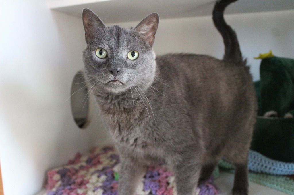 adoptable Cat in Chestertown, MD named Blue