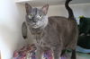 adoptable Cat in , MD named Blue