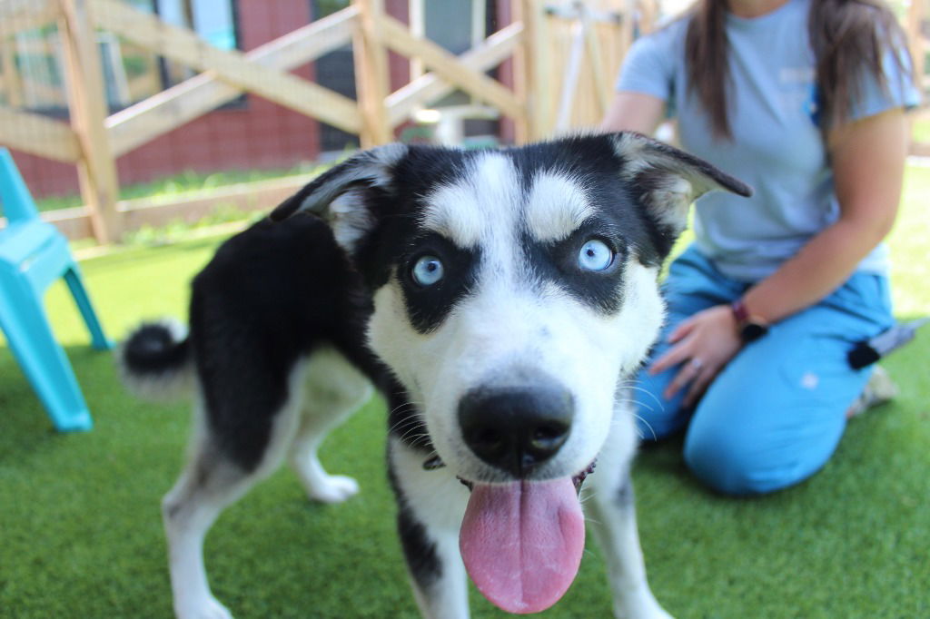 adoptable Dog in Chestertown, MD named Shasta