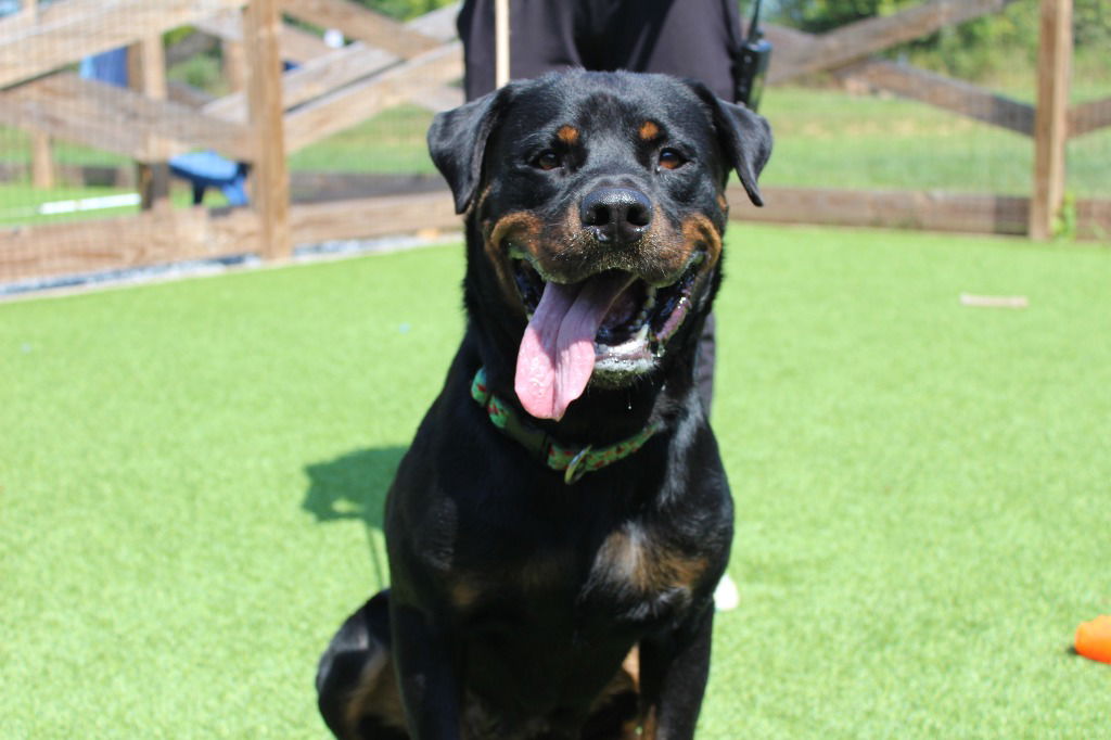 adoptable Dog in Chestertown, MD named Susie Q