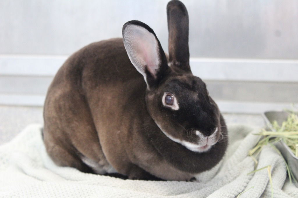 adoptable Rabbit in Chestertown, MD named Buckthorn