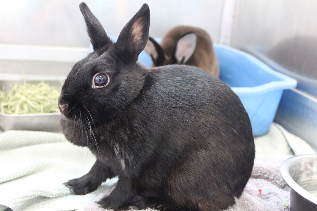 adoptable Rabbit in Chestertown, MD named Blackberry