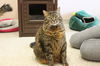 adoptable Cat in Chestertown, MD named Celeste