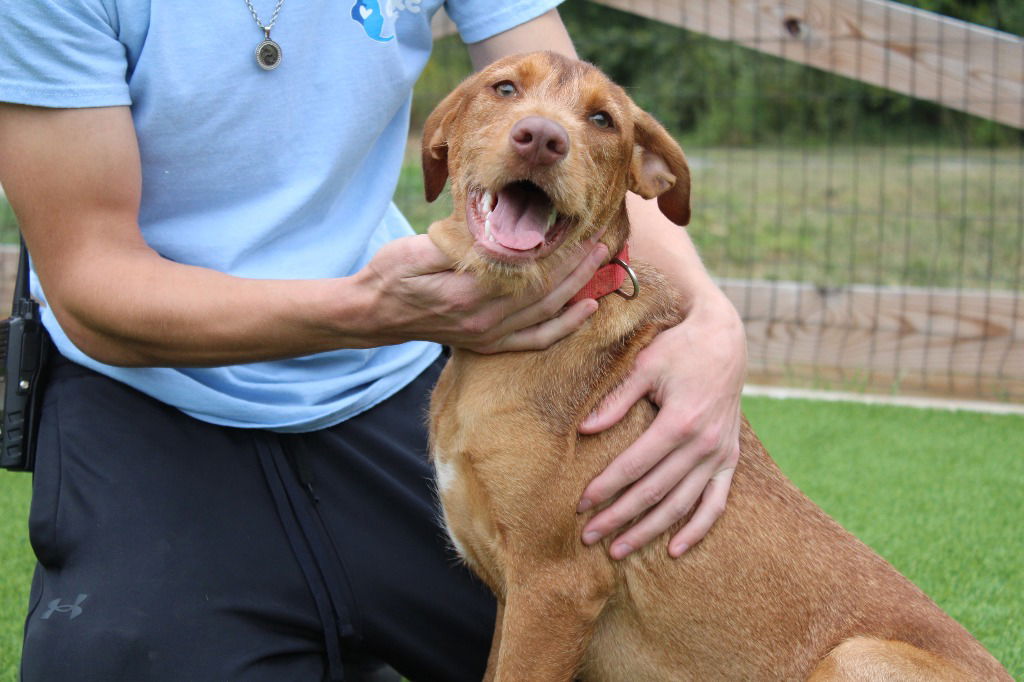 adoptable Dog in Chestertown, MD named Ross