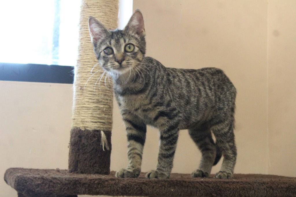 adoptable Cat in Chestertown, MD named Edd Pensky