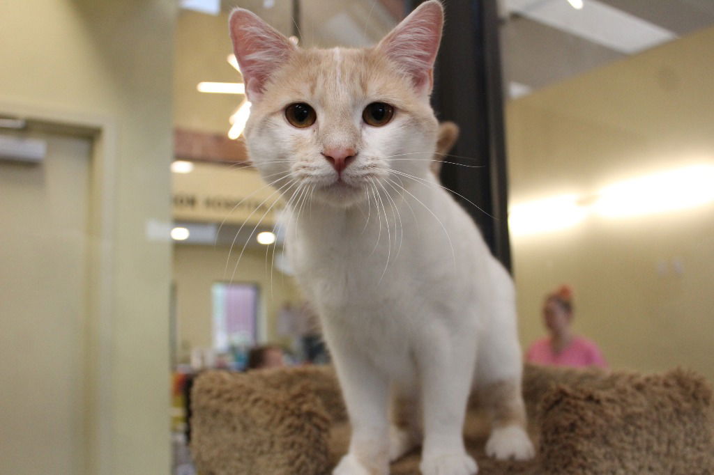 adoptable Cat in Chestertown, MD named Ed Gentry