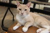 adoptable Cat in , MD named Lewis Medlock