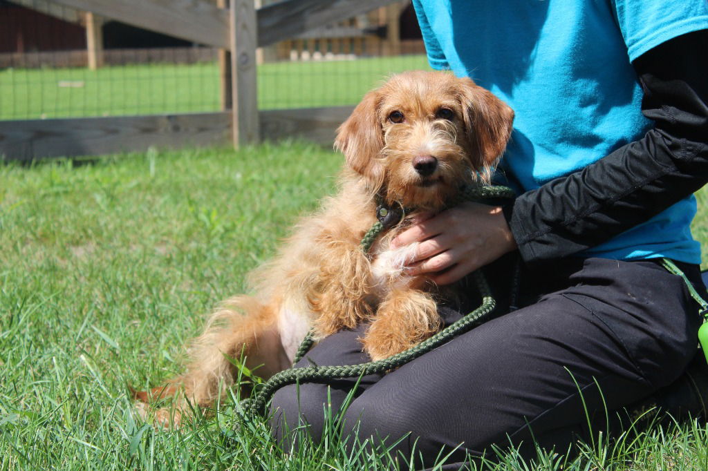 adoptable Dog in Chestertown, MD named Sriracha