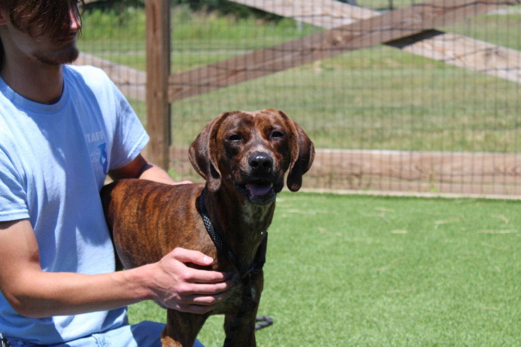 adoptable Dog in Chestertown, MD named Smokey