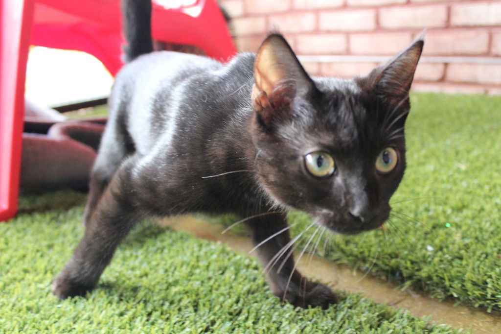 adoptable Cat in Chestertown, MD named Dashi