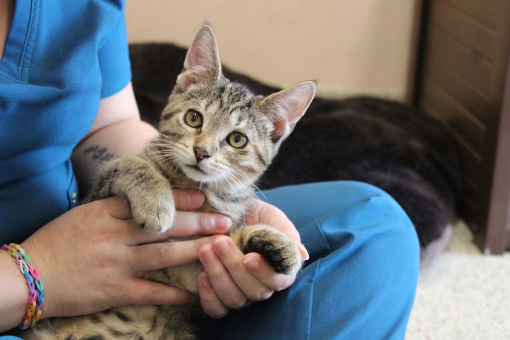 adoptable Cat in Chestertown, MD named Clifford